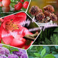 🔥2025 Hot Sale 54%OFF 🌞Home Gardening Universal Slow-Release Tablet Organic Fertilizer