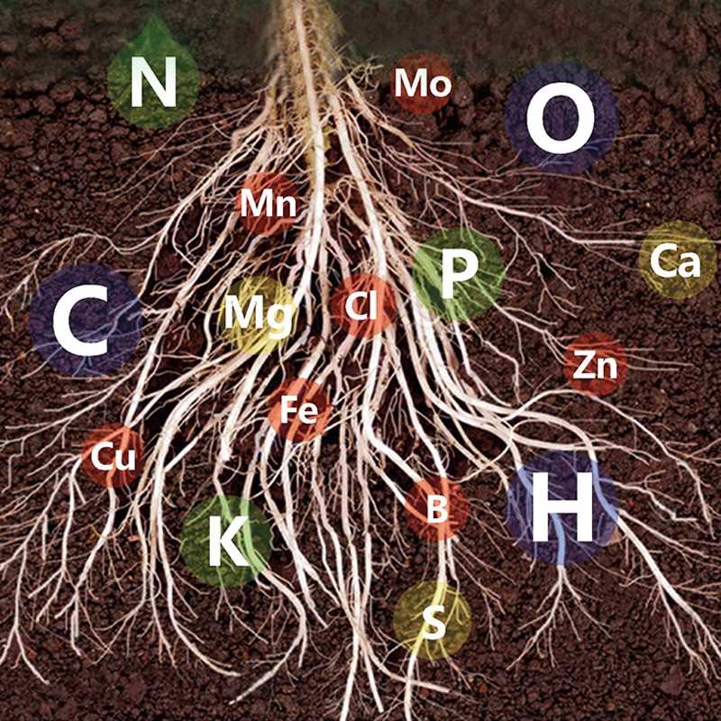 50% OFF🔥Fast-Acting Nutrient Solution for Plants