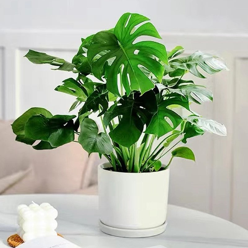 🌱Environmental protection is the trend, green is the attitude!⏰Fast-Acting Nutrient Solution for Plants