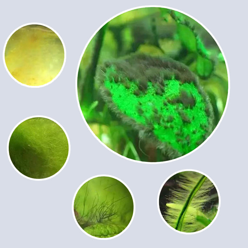 🔥2026 Hot Sale🔥Effective Algae Control for Aquarium(50% OFF)