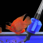 🌊2025 HOT SALE🐟Electric Suction Aquarium Water Changer & Cleaner