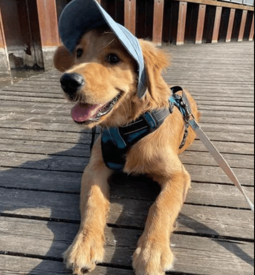🔥Outdoor Sun Protection Hood For Dogs - BUY 2 SAVE 5%🔥Shipping Now!!!
