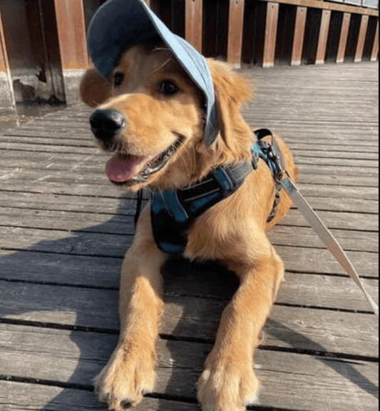 🔥Outdoor Sun Protection Hood For Dogs - BUY 2 SAVE 5%🔥Shipping Now!!!